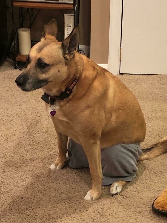 This Is Phoebe. Phoebe Hurt Her Butt And Now Has To Wear Underwear So She Doesn’t Lick. Enjoy