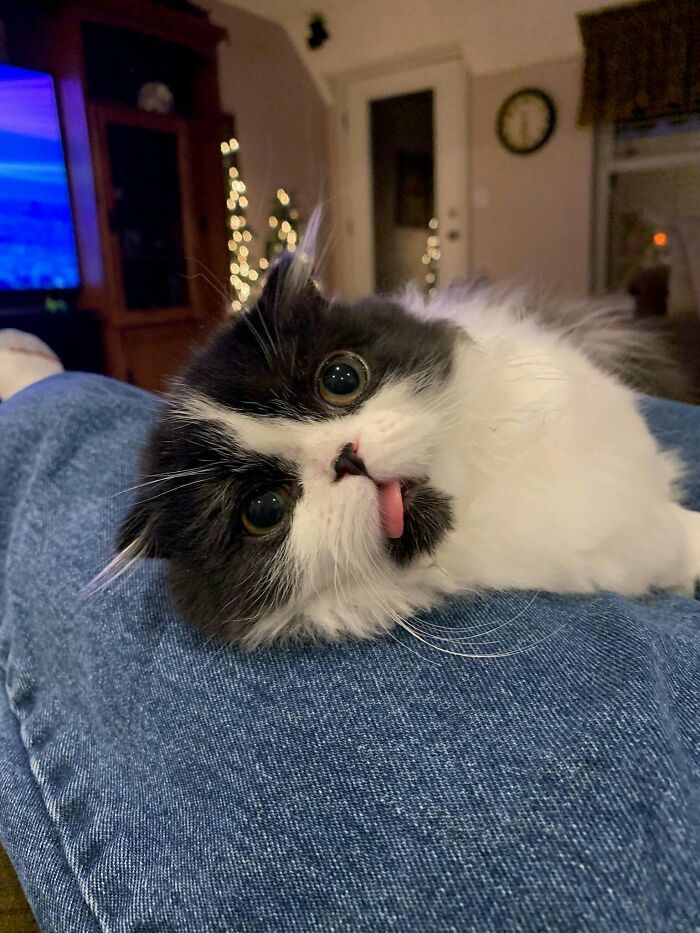 My Mother's New Kitten Definitely Identifies As A Smol Derp...