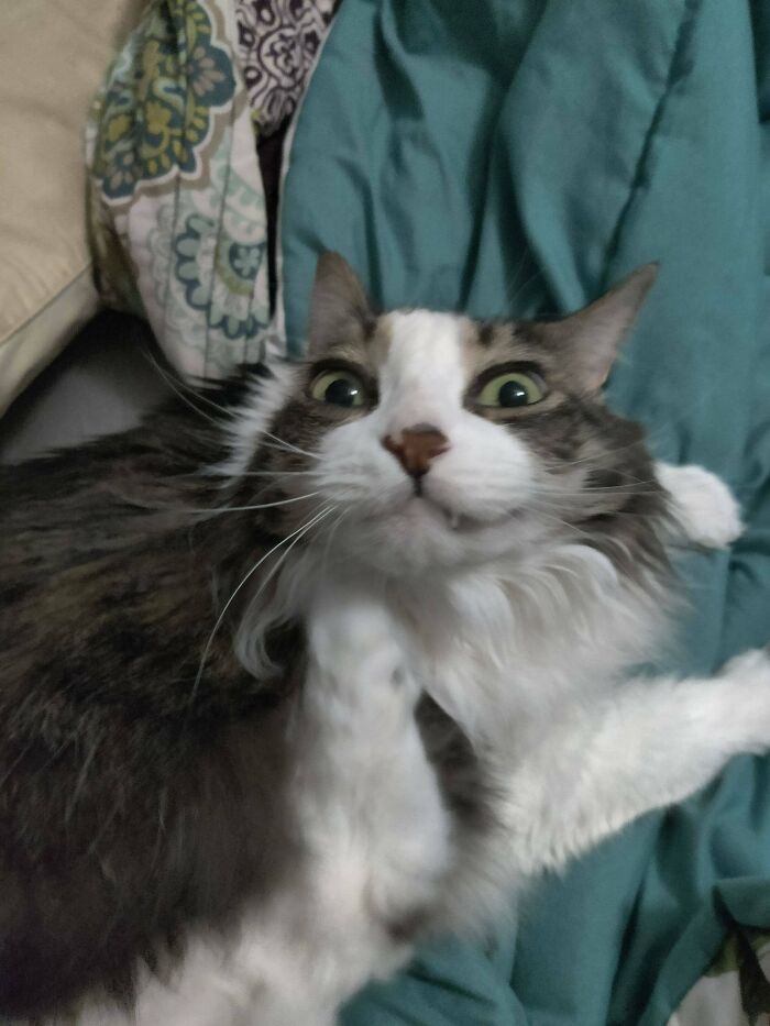 This Is The Derpiest Picture I've Ever Taken Of Her. She Then Ran Away From Embarrassment After. Everyone, Meet Carlos