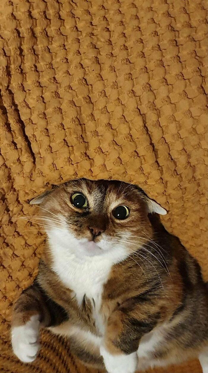 I Have To Be Away From My Cat, But My Boyfriend Sends My Updates Daily. This Is My Amazing Derp Today