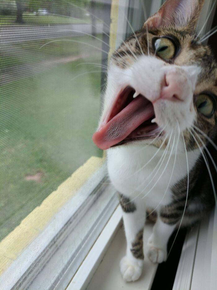 Ollie Being Goofy For The Camera