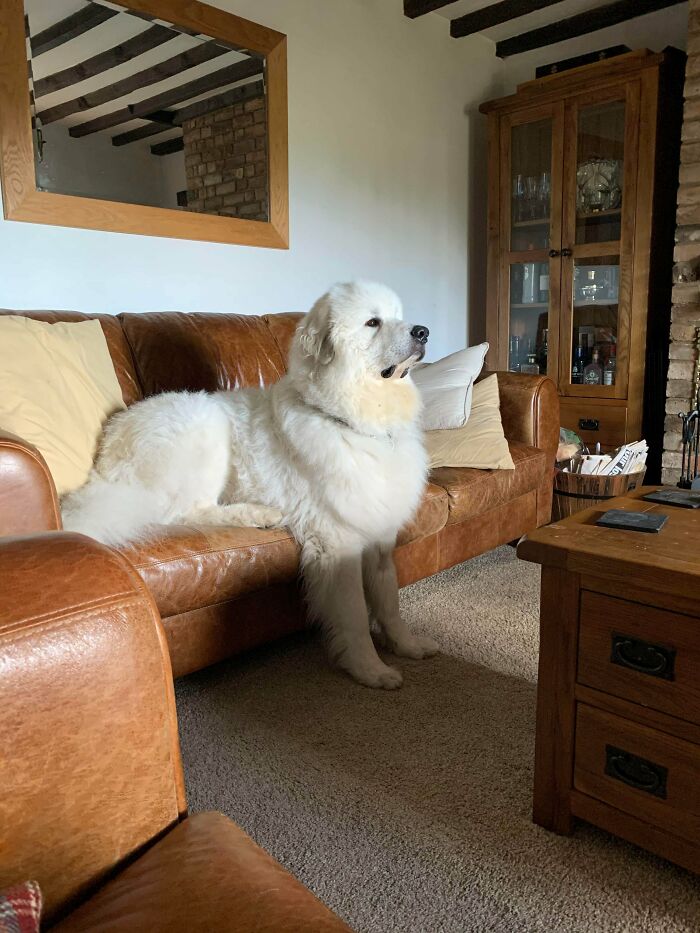 The Way My Dog Sits On The Sofa