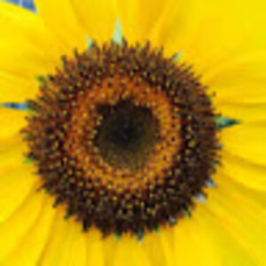 kimberlyanne_1 avatar