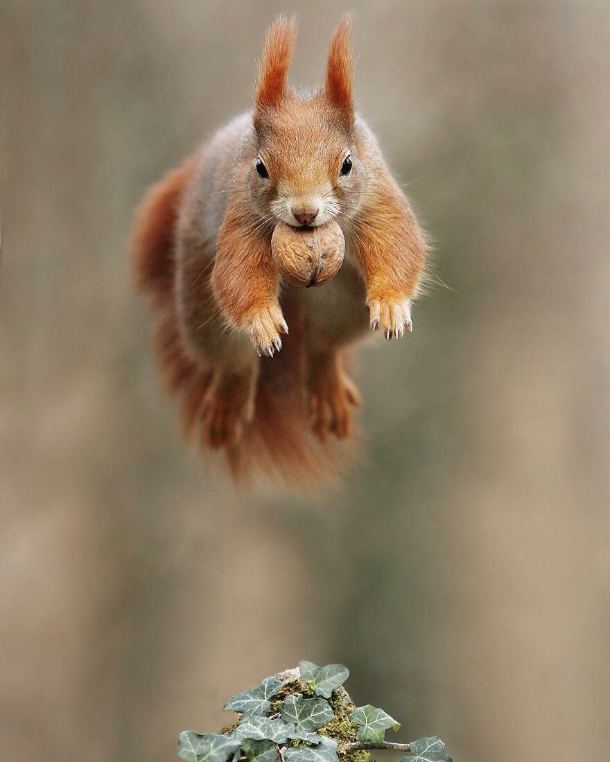 Austrian Wildlife Photographer Captures Nature’s Magical Moments (35 Pics)