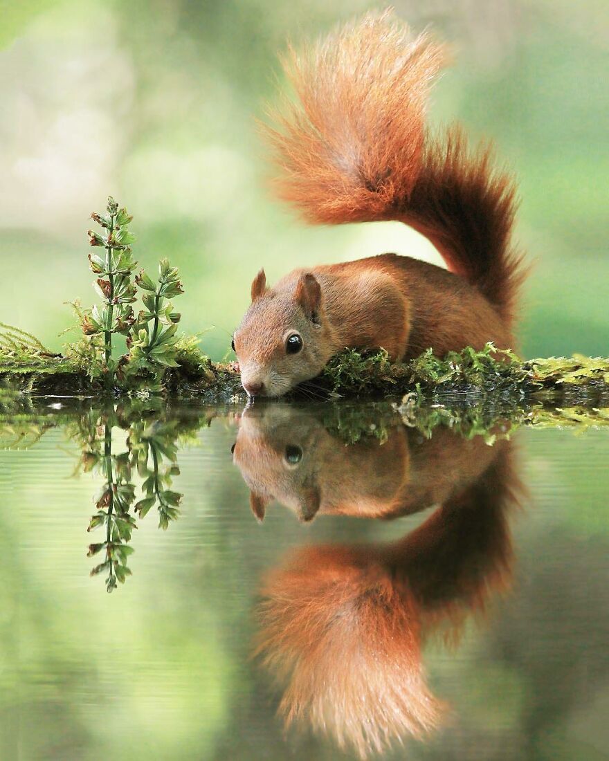 Austrian Wildlife Photographer Captures Nature’s Magical Moments (35 Pics)
