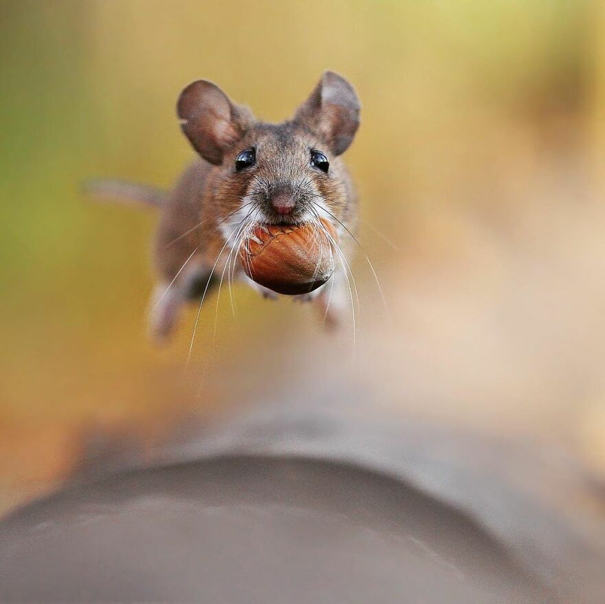Austrian Wildlife Photographer Captures Nature’s Magical Moments (35 Pics)