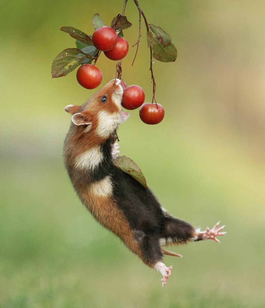 Austrian Wildlife Photographer Captures Nature’s Magical Moments (35 Pics)