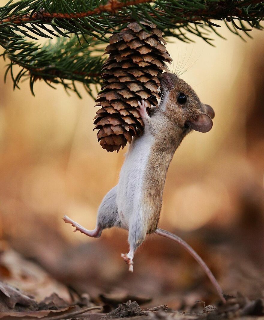 Austrian Wildlife Photographer Captures Nature’s Magical Moments (35 Pics)