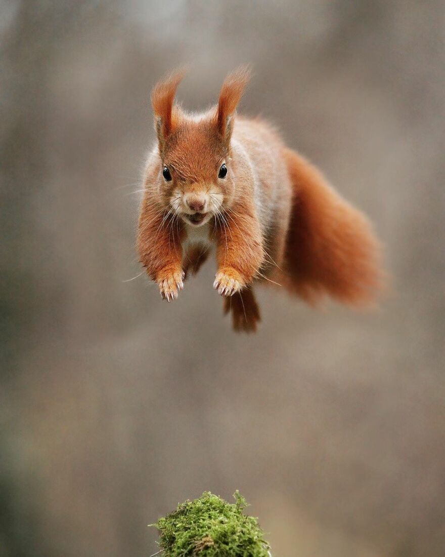 Austrian Wildlife Photographer Captures Nature’s Magical Moments (35 Pics)