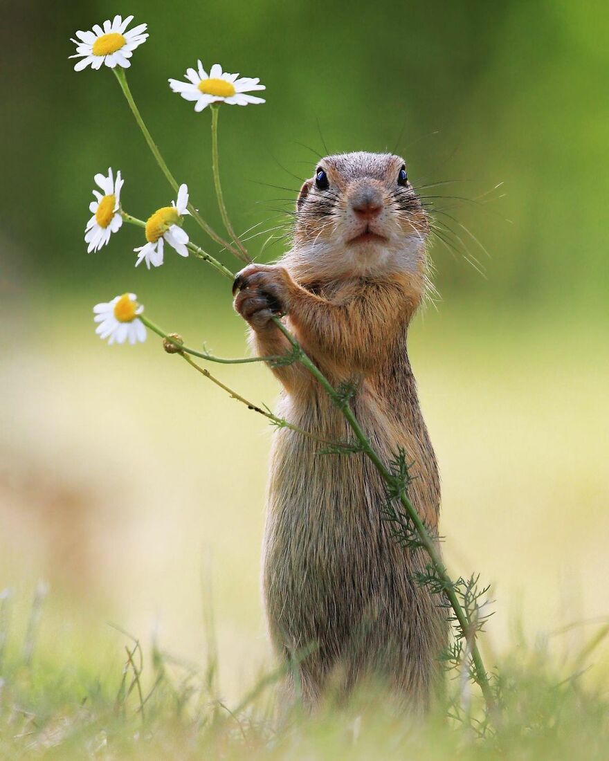 Austrian Wildlife Photographer Captures Nature’s Magical Moments (35 Pics)
