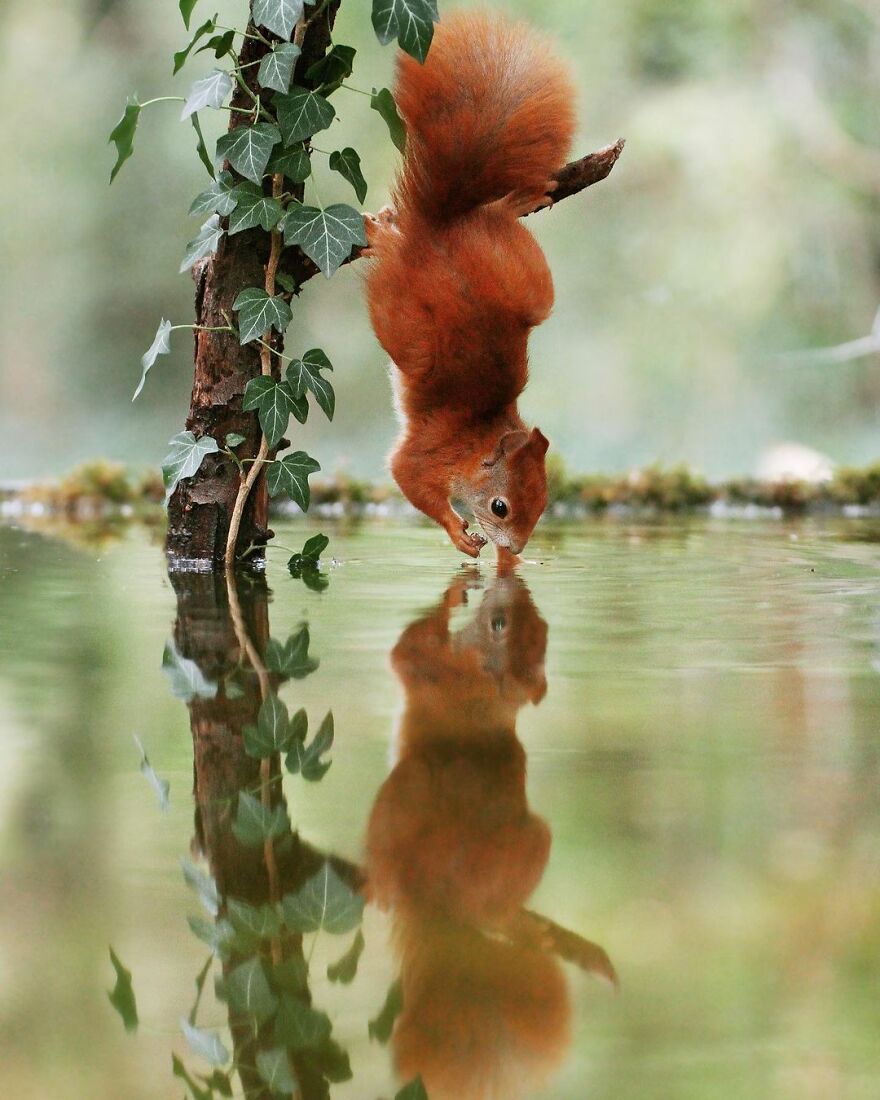 Austrian Wildlife Photographer Captures Nature’s Magical Moments (35 Pics)