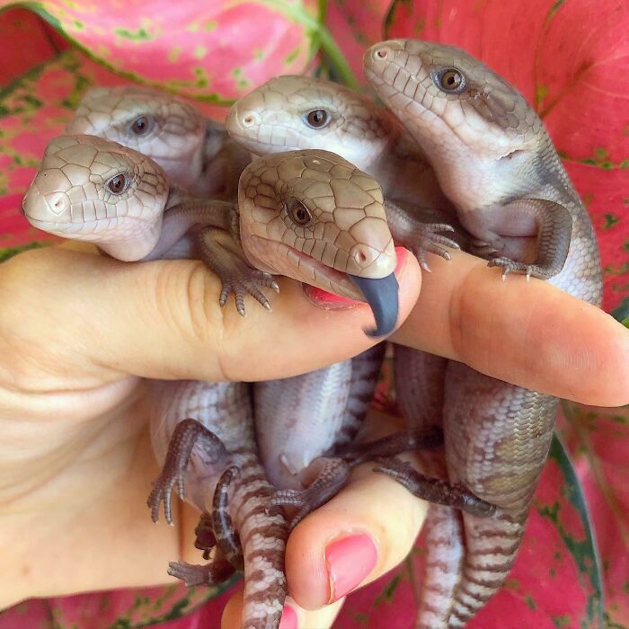 Five adorable baby lizards resting on a hand, showcasing adorable animal pics perfect to save your mood.