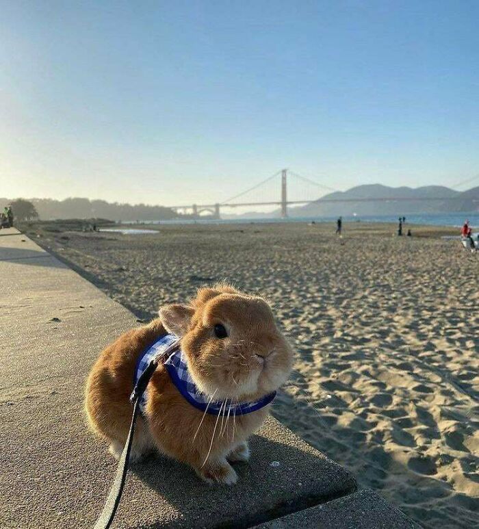 Golden Bun Hour