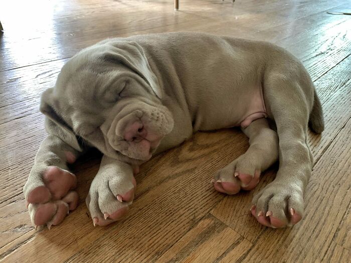He's Dreaming Of Growing Into Those Paws