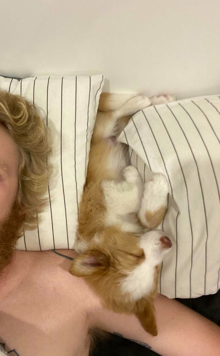 The Only Way My New Puppy Peach Will Sleep Soundly