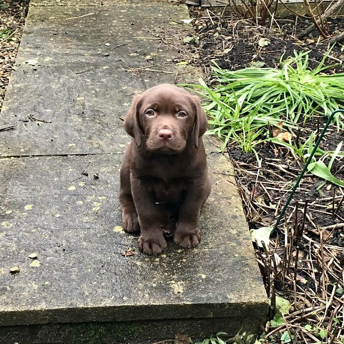 I Wanted A Cat, My Wife Wanted A Dog, We Compromised And Now Have Gibson