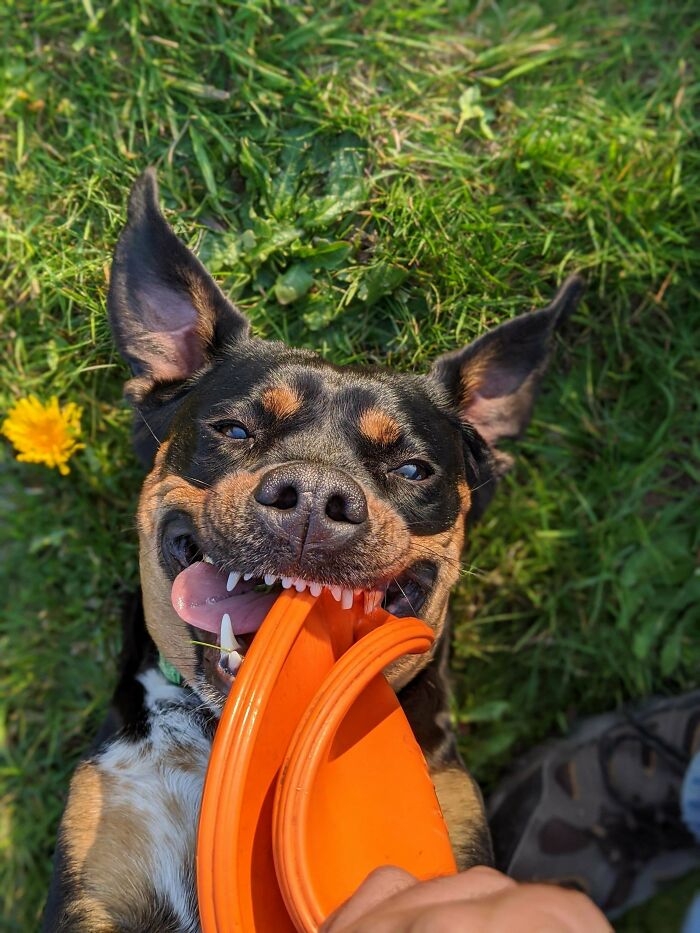 Here's My Doggo Maya. She's Enjoying More Frisbee Time Due To The "Stay At Home" Orders. Hope She Helps You Smile!