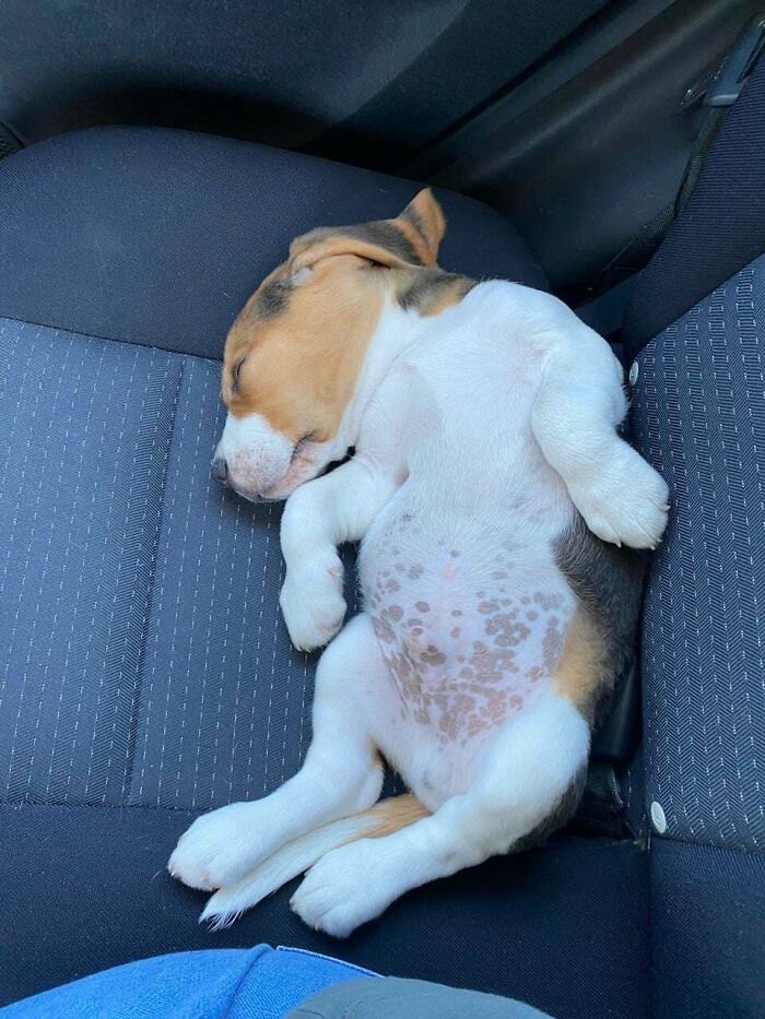 My Friend's New Basset Hound Puppy Passed Out On The Front Seat While Driving To His New Home