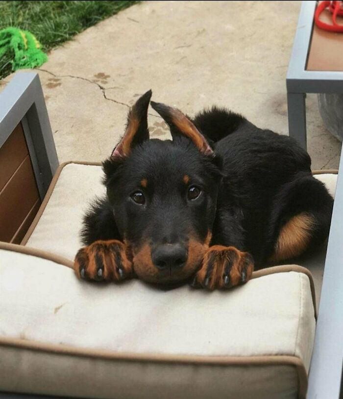 Beauceron Pup