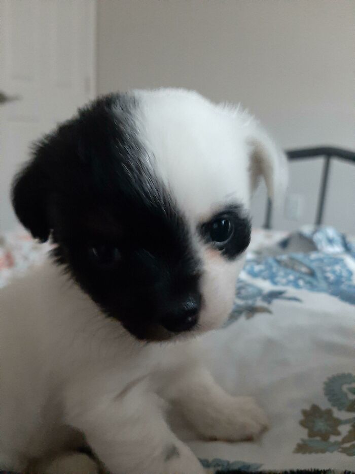 Meet Harvey Dent (Or Two Face)