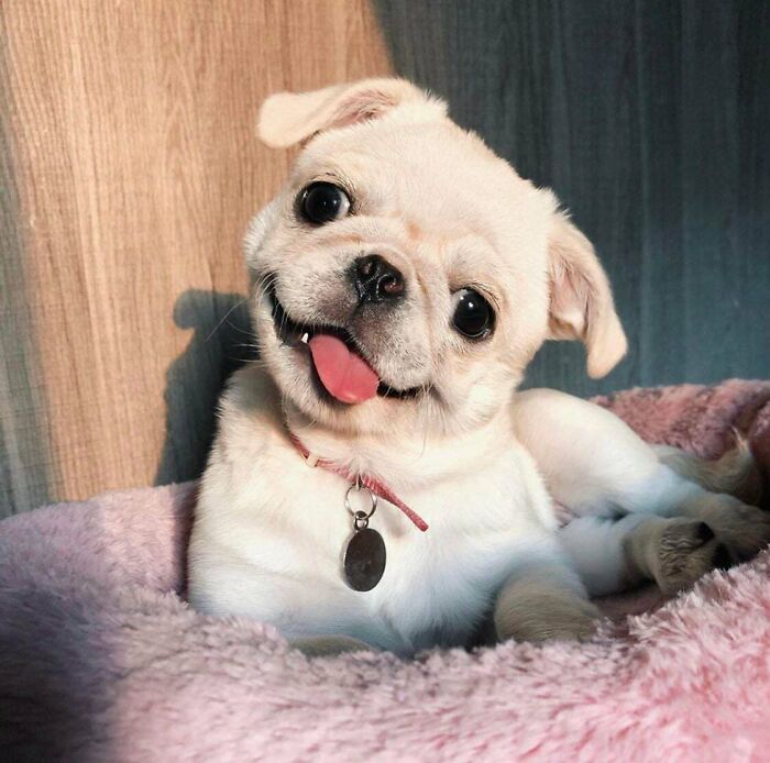 This Is My Friend's Puppy, I Frickin Love Him. First Post Here Btw