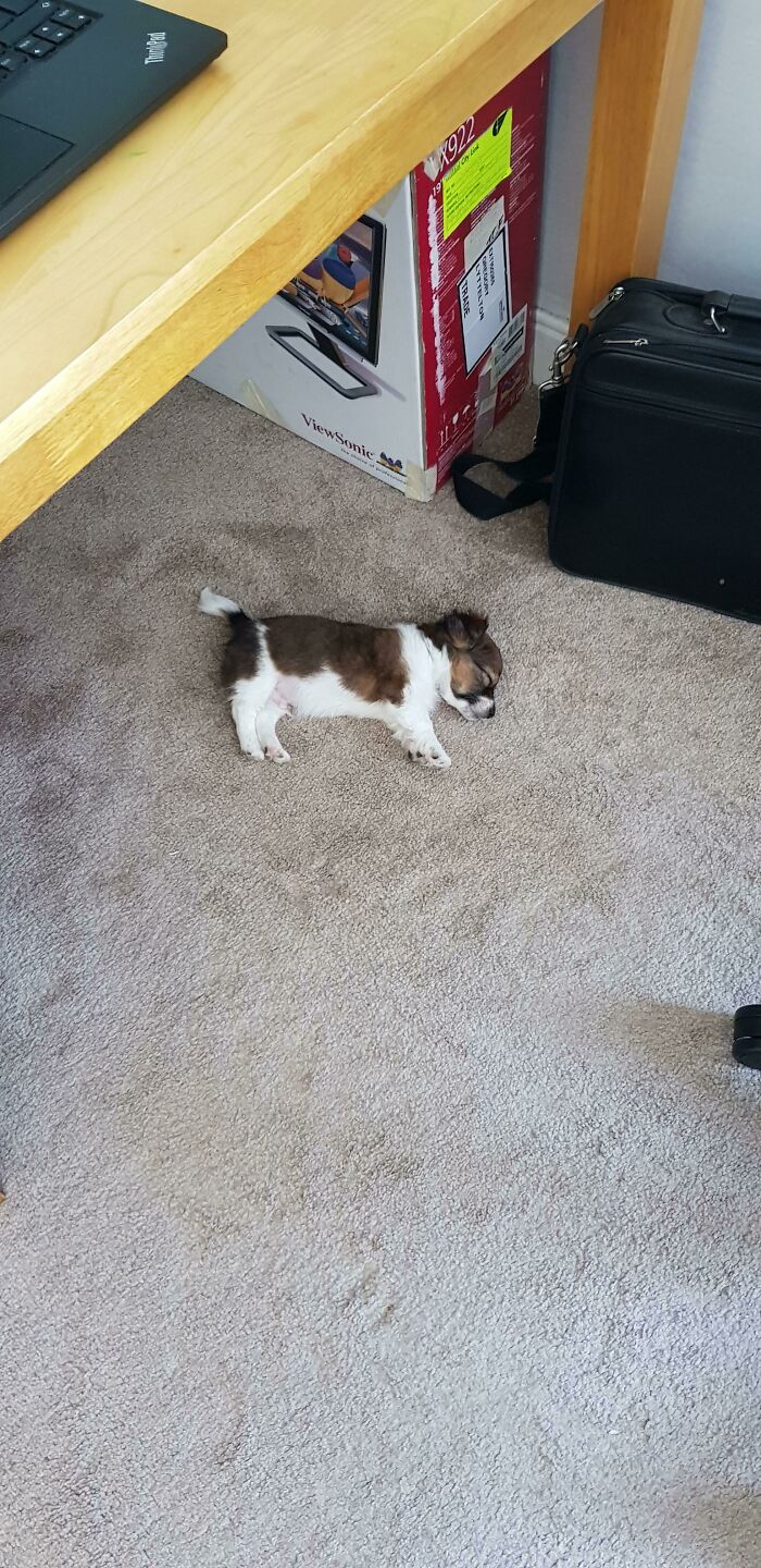 He's Like A Dog But Smaller