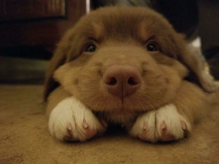 This Is Our New Pup, Goose!