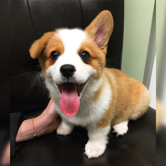 The Vet Isn't So Bad After All