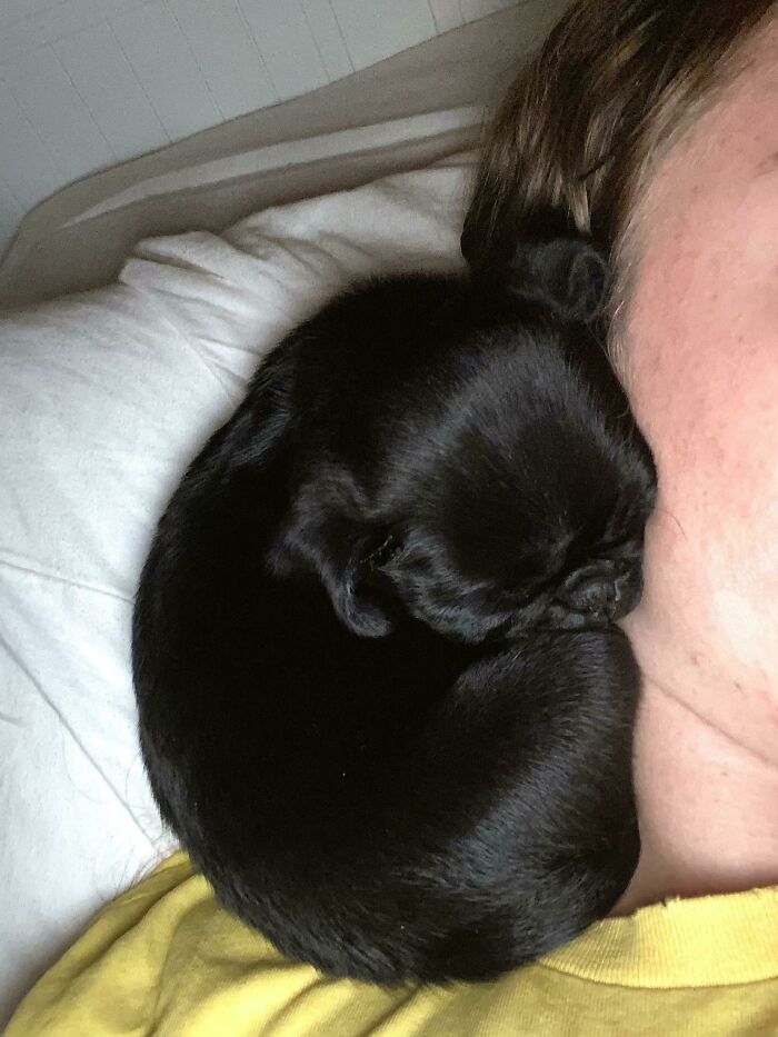 Now That I Live Alone, I Decided To Get A Pug To Keep Me Company. I'd Say I Just Made The Best Decision Of My Life!!!