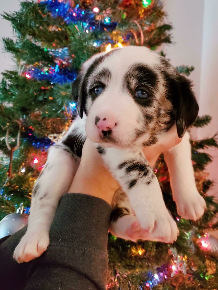 My Husband And I Agreed On Two Dogs. So Here Is Number 4! Baby Cows Don't Count, Right?