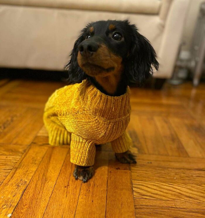 My Boy Belly Is 7 Months Now With A New Sweater He Asked Me To Show Y’all!