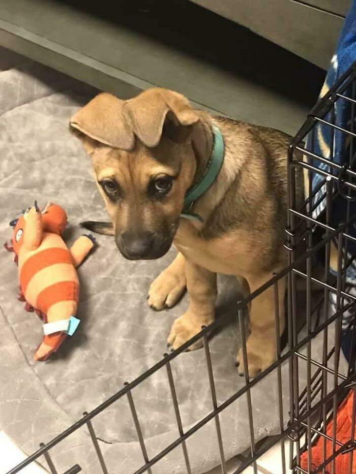 She’s A German Shepard X Lab Mix