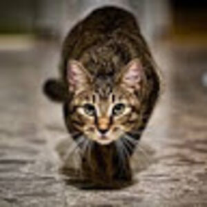 emma_aitanayay avatar