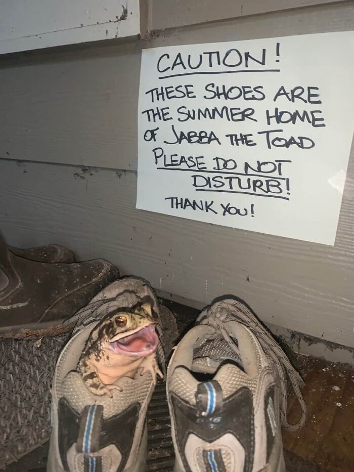 Toad sitting inside a pair of shoes with a caution sign warning not to disturb the adorable animal in its summer home.
