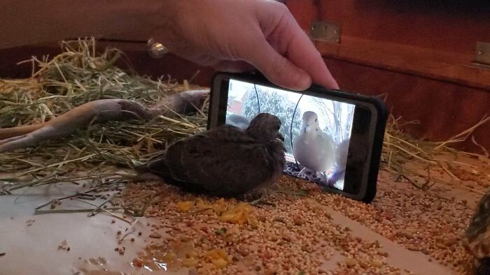 Small bird sitting on feed in front of a phone showing a picture of a white bird, adorable animal pics.