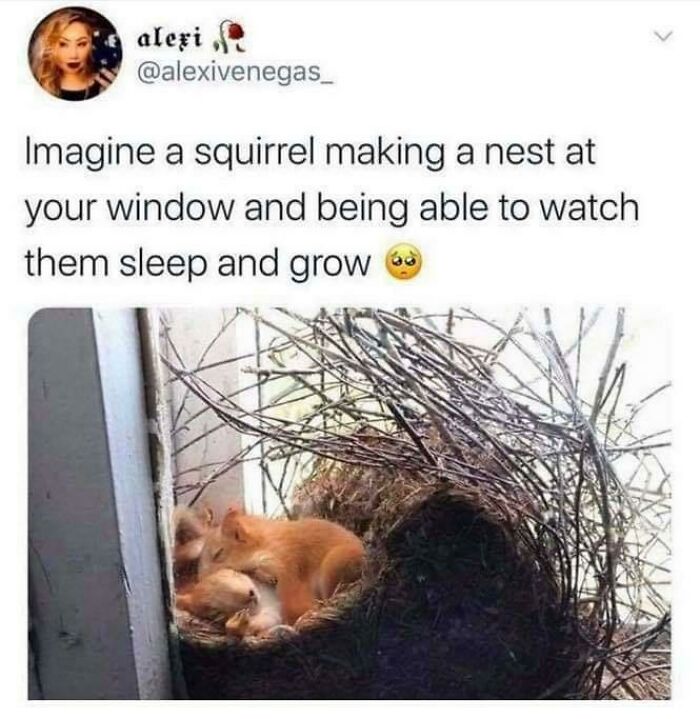 Squirrel nest at window with baby squirrels sleeping peacefully, capturing adorable animal moments to brighten your mood.