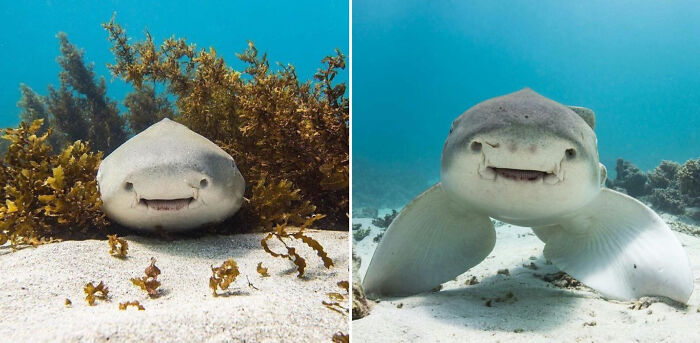 Smiling underwater shark resting on sandy ocean floor surrounded by sea plants, an adorable animal pic to brighten your day.