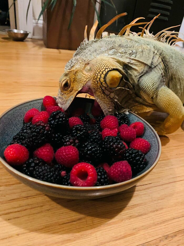 Iguana eating fresh raspberries and blackberries from a bowl on a wooden floor, adorable animal pics to save mood.