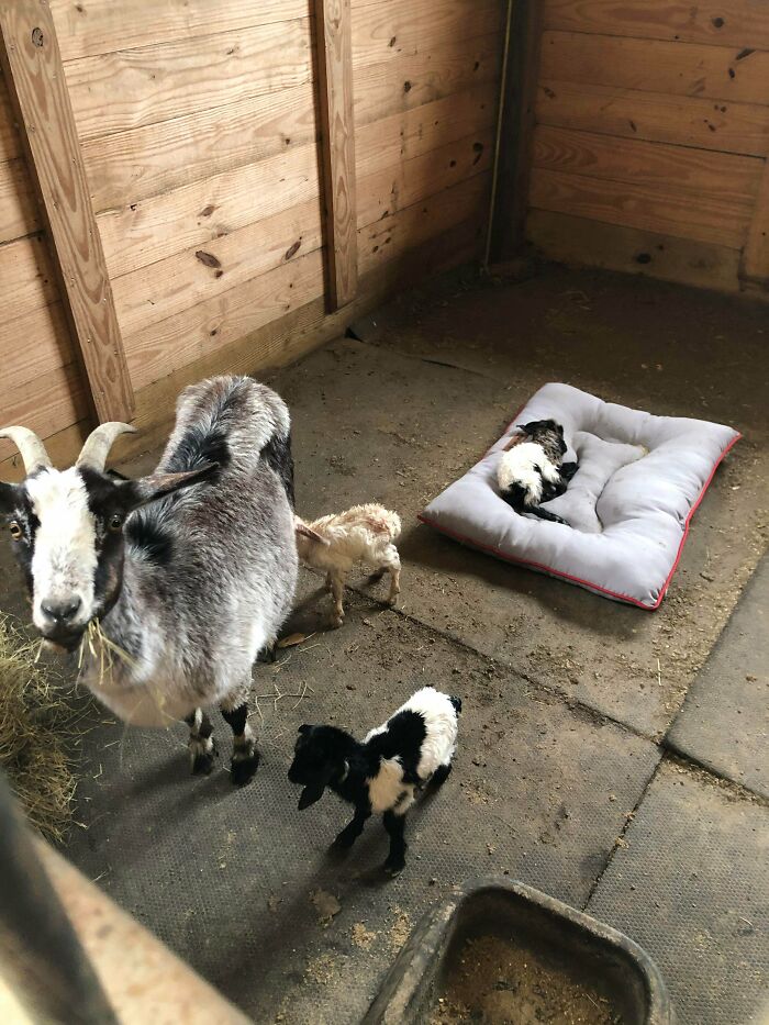 Adorable animal pics showing a mother goat and her three kids inside a wooden barn with a cushioned pet bed.