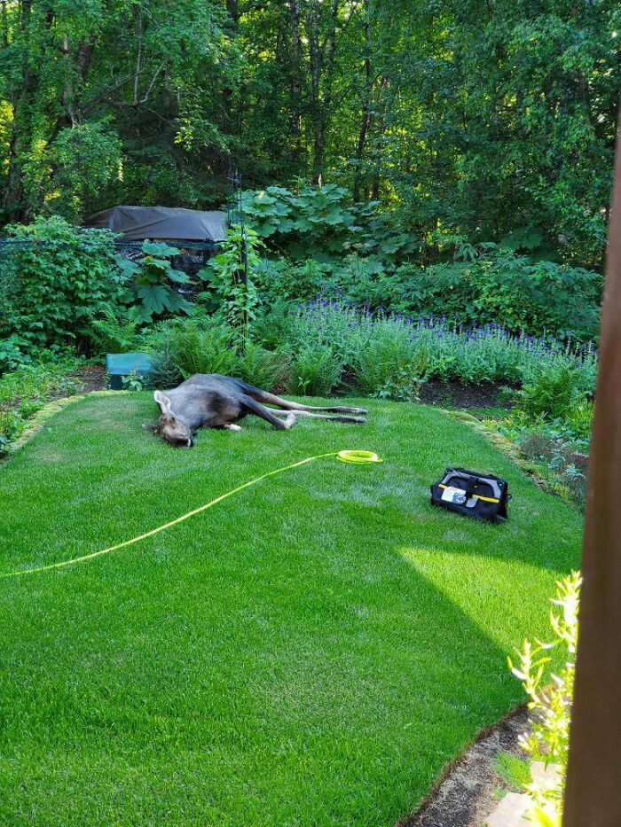 Moose Taking An Afternoon Nap In My Dad's Garden.