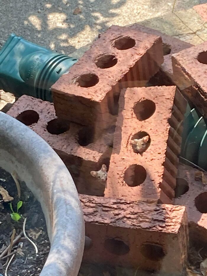 The Cutest Picture Ever Taken Of Some Mice