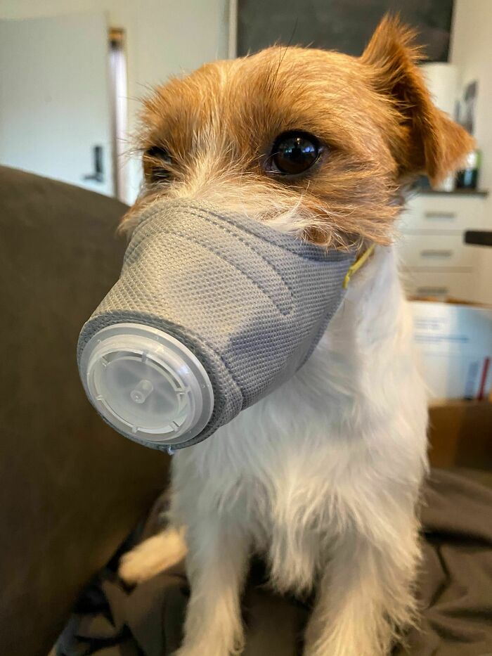 There's Still A Lot Of Bad Air Quality In Seattle. My Coworker Got A Special Mask For Her Dog