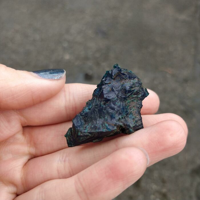 A Crow Gave Me A Gift Today!