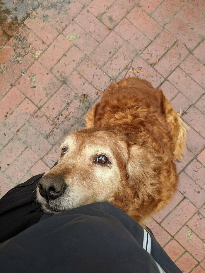 As An Exhausted Amazon Delivery Driver, Customer Dogs Always Get Me Through My Days