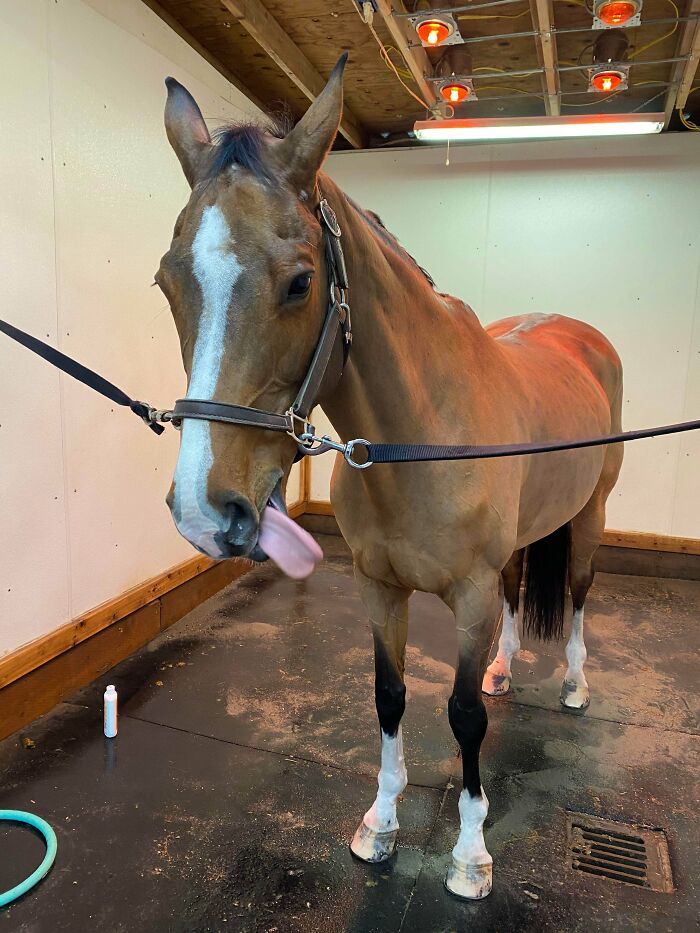 This Is Literally The Best Picture I’ve Ever Gotten Of Her. She Will Never Make A Normal Face For A Camera.