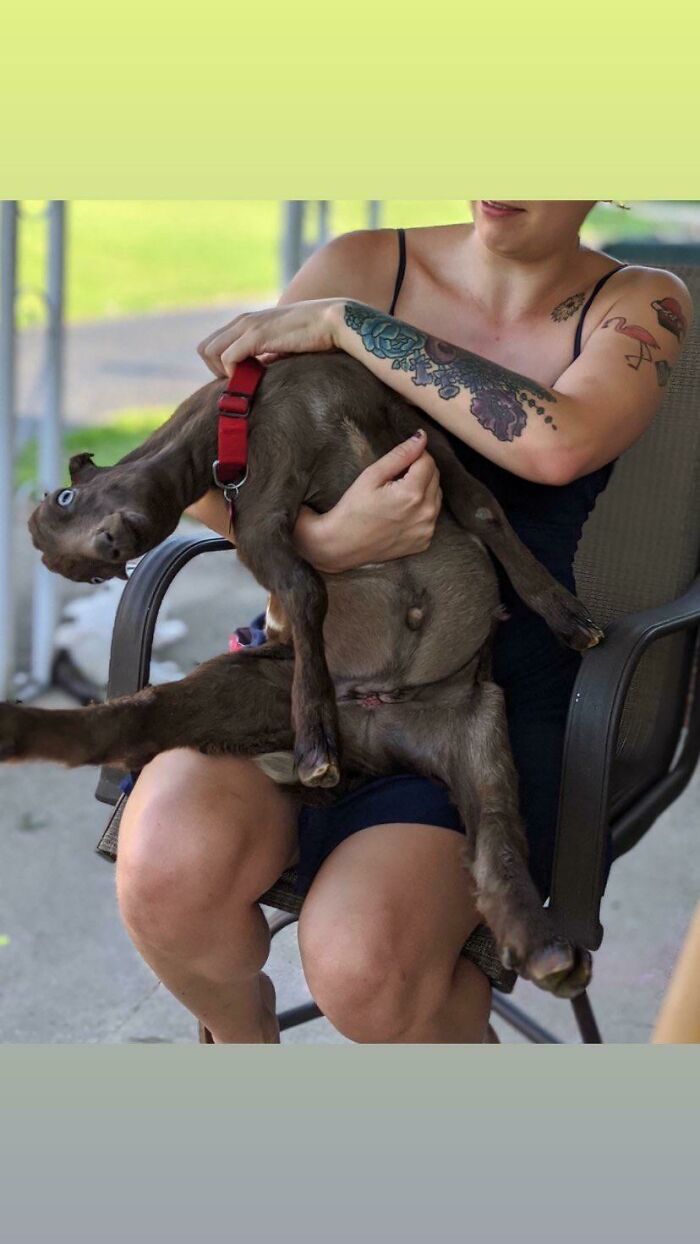 Someone From R/Goats Suggested I Post This Here. This Is My Boy Bilbo Not Knowing What’s Going On Ever