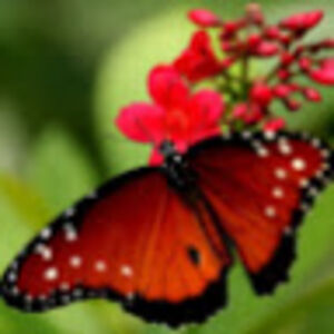 fazekasevelyn avatar