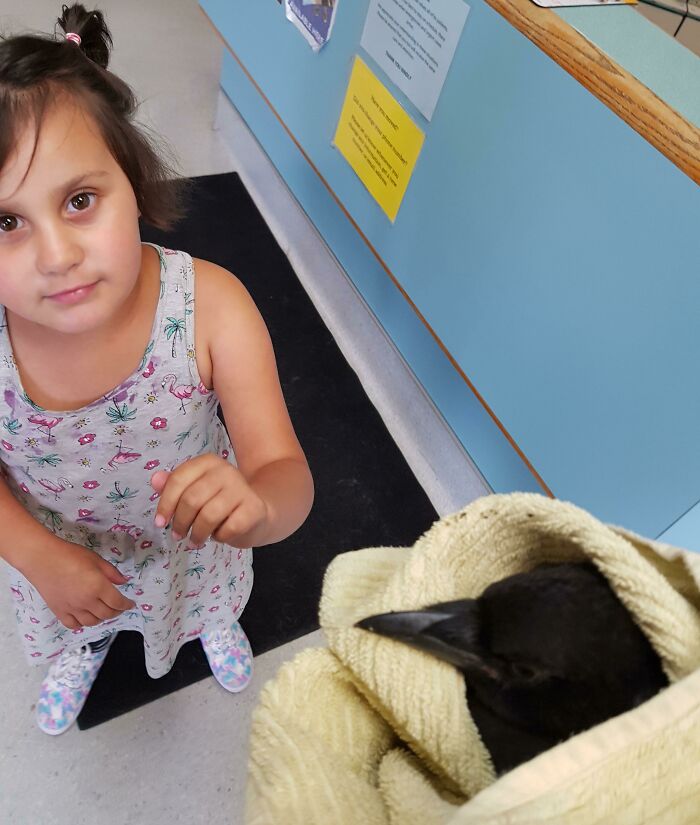 My Daughter Demanded I Get Out In The Road To Throw A Towel On The Injured Bird So She Could Take Him To Get Medical Attention After Being Hit By A Car