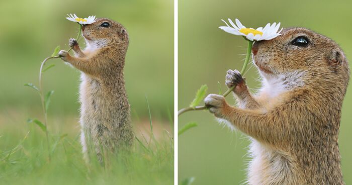 Award-Winning Photographer’s Work Shows What Happens In Nature When The Animals Are Alone And At Peace (30 New Pics)