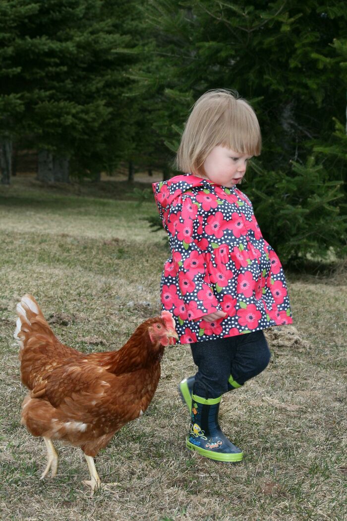 Several Years Ago, Whenever Our Daughter Went Outside Her Pet Chicken Would Rush Over To Greet Her At The Door And Follow Her Around For Hours. They Would Explore Our Property Together And Have Long Chats About Who Knows What